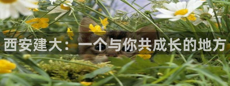 顺盈娱乐直究7276O