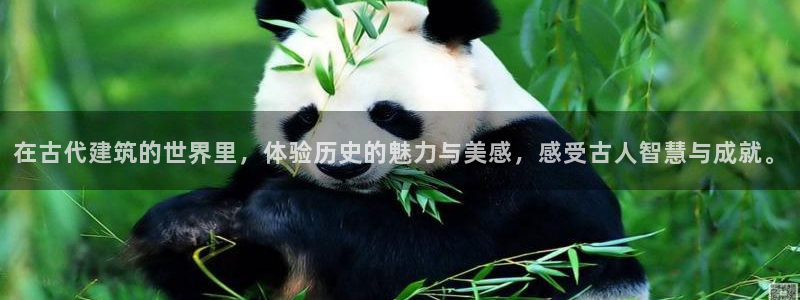 顺盈娱乐平台官网电话